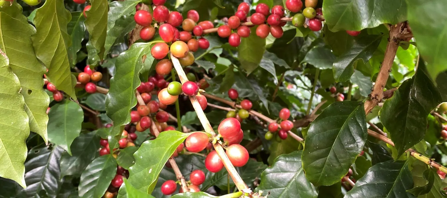 Stories Coffee - 烘焙咖啡工作坊 | 坪洲